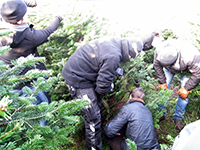 Weihnachtsbaum schlagen